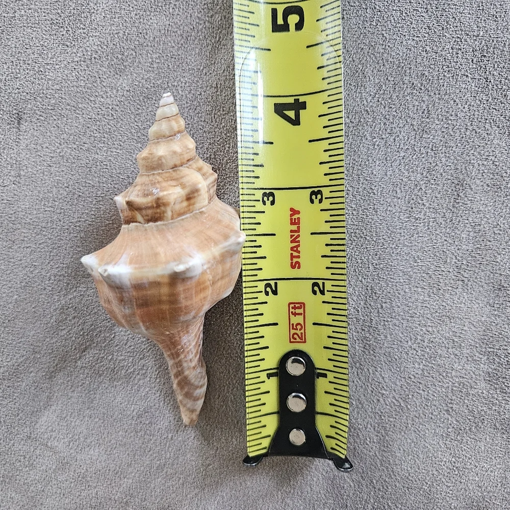 NEW Coastal Decor Set Shark Sign Shells Starfish & Shell Keychain Fish Tank Safe
